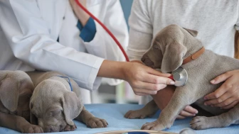 Día del veterinario