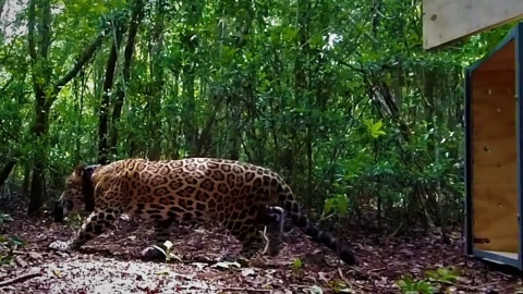 Jaguar liberado en Quintana Roo