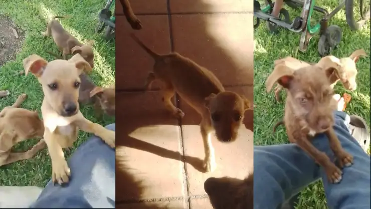 ¿Quieres adoptar un perrito en Cancún? Buscan casa para estos cachorros