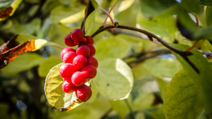 La fruta exótica que posee los cinco sabores y ayuda a combatir tres tipos de cáncer