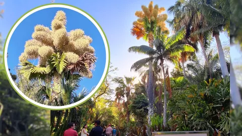 Palma talipot en Culiacán