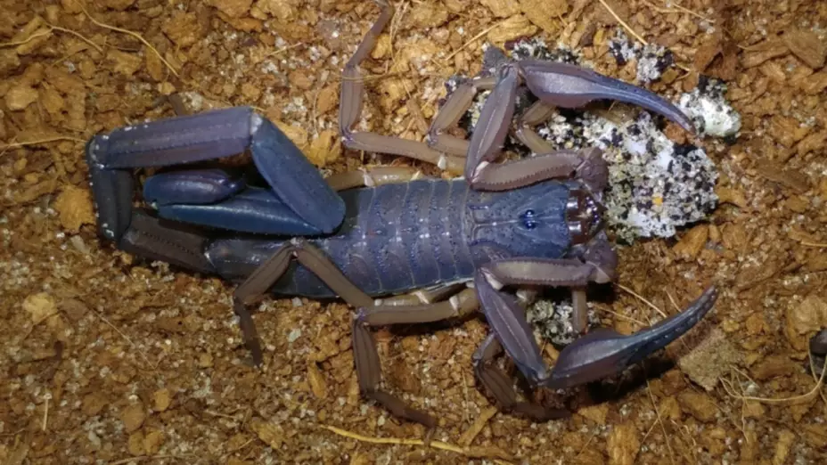 Alacrán-gigante.jpg