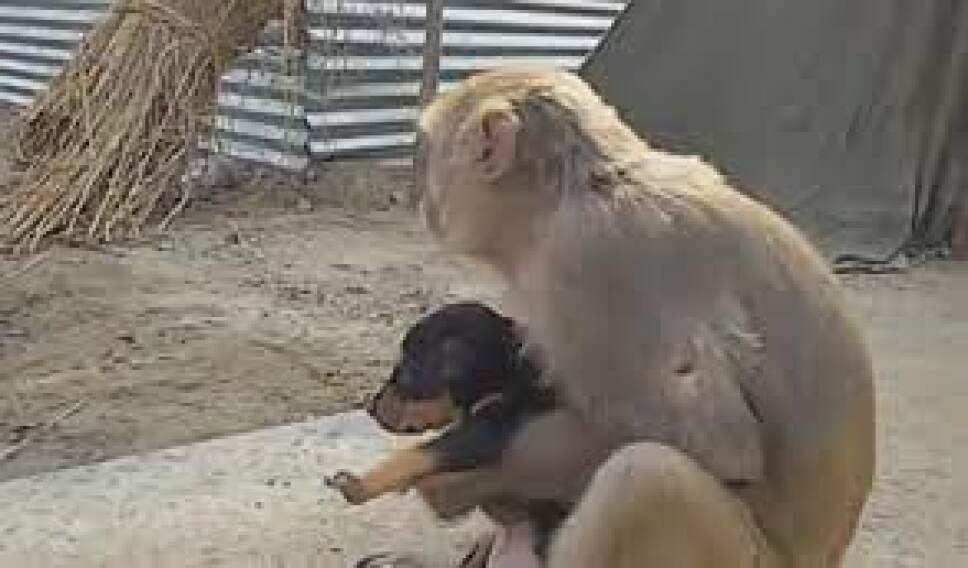 Monos matan a 250 perritos recién nacidos en la India