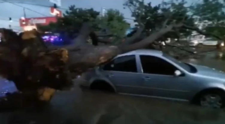 Arbol Laurel Oaxaca.jpg