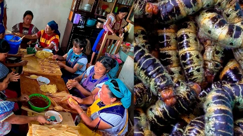 Gusanos zats significado mitología