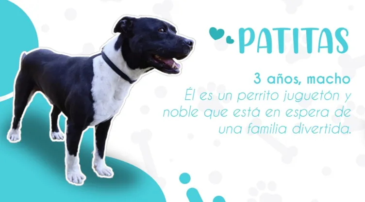 ¿Cómo adoptar un perro rescatado en CDMX? Requisitos y guía en 2026
