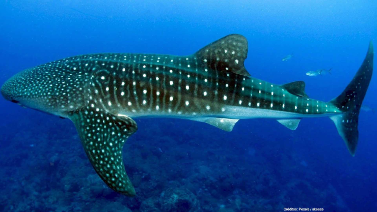 tiburón ballena hombre salta yate.jpg