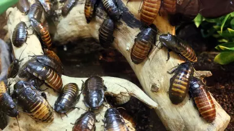 ¿Cómo evitar las plagas en casa durante la temporada de calor?