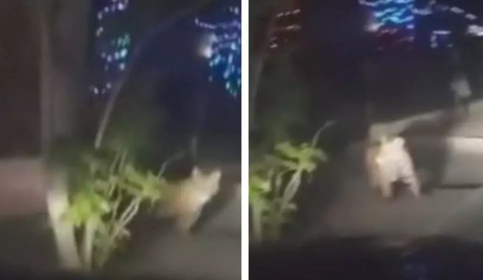 VIDEO: Tigre suelto causa pánico en calles de Ciudad Juárez