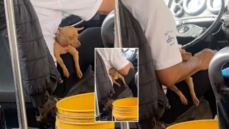 Perrito se hace viral en redes al viajar con chofer de autobús