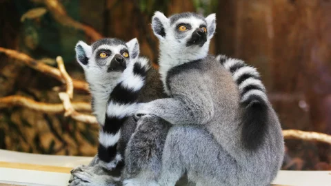 animales robados de santuario