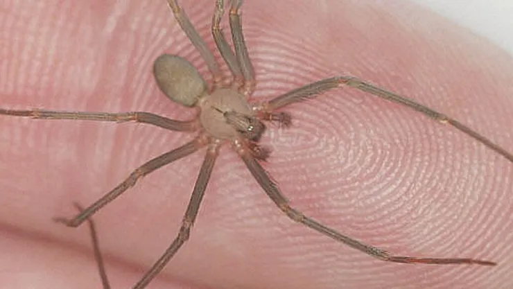 ARAÑA VIOLINISTA 2024