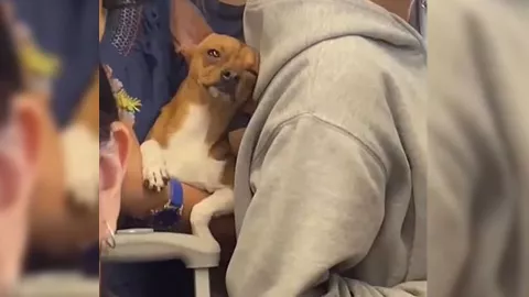 perrito metro cdmx ternura