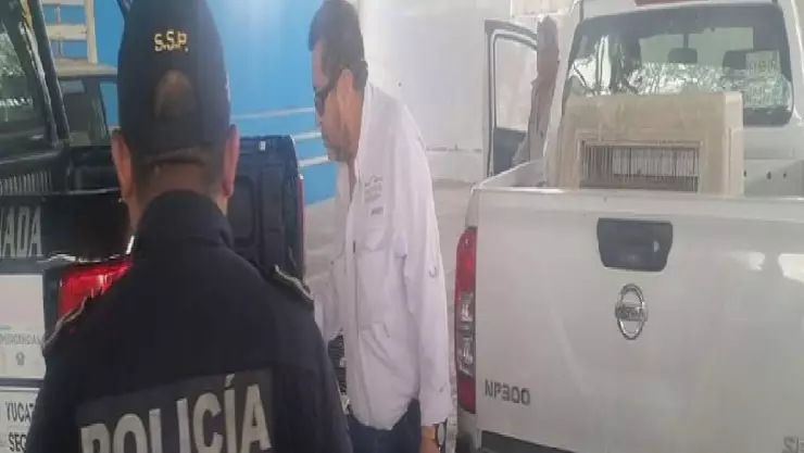Tigrillo fue ATROPELLADO en la Mérida-Tizimín; esto sabemos