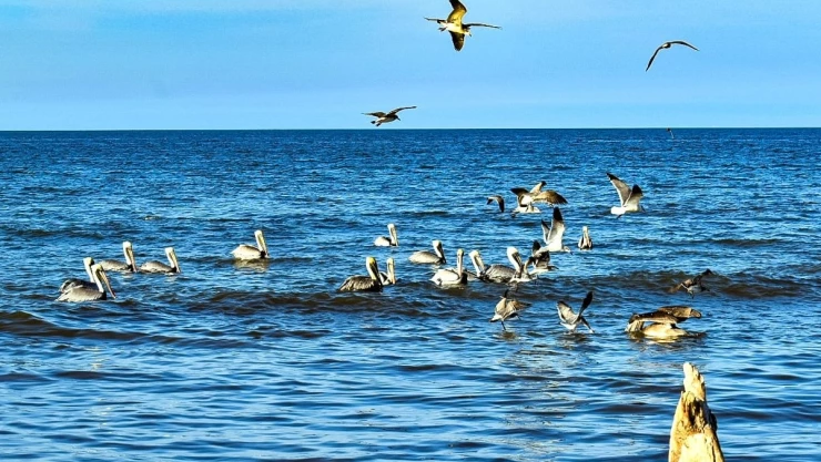 Pelícano desorientado