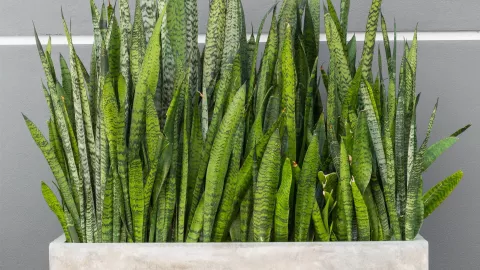 Lengua de Suegra: una planta hermosa y fácil de cuidar
