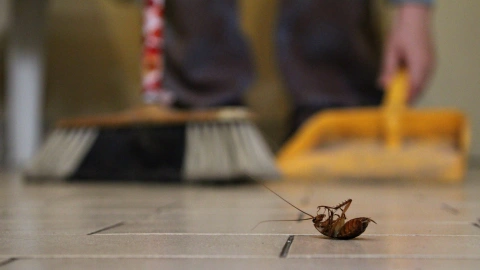 Limpiando cucaracha