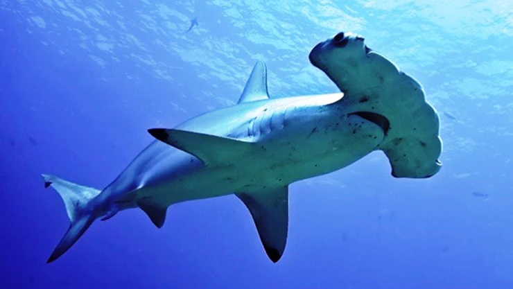 tiburon.jpg