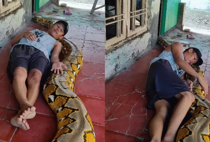 Joven influencer se vuelve famoso por jugar con serpientes gigantes en redes sociales