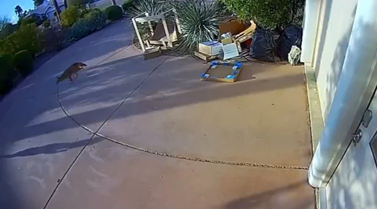 Coyote ataque a niño en Arizona