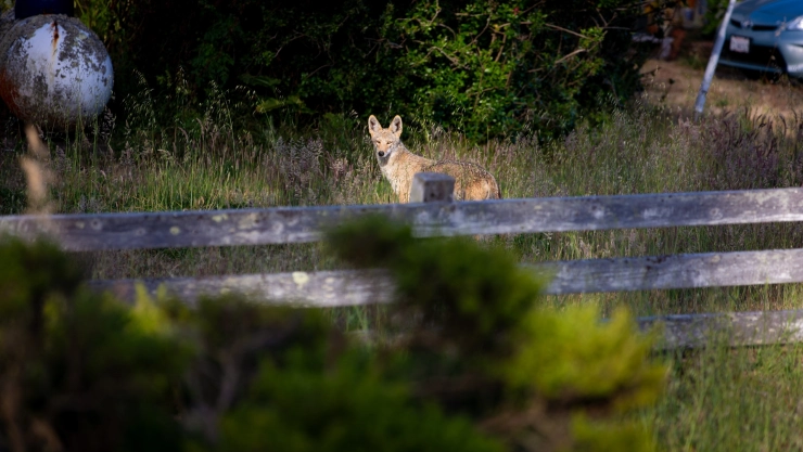 Un coyote en la naturaleza