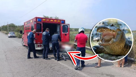 Cocodrilo DESGARRA brazo de abuelito pescador en Tamaulipas; puede perder su extremidad.webp