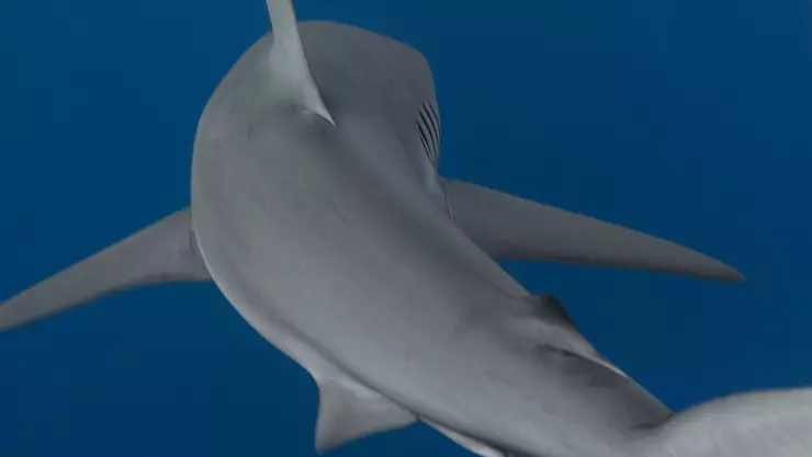 Ataque de tiburón toro en Florida joven herido y trasladado al hospital tras feroz mordida.jpg
