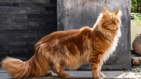 Gato Maine Coon