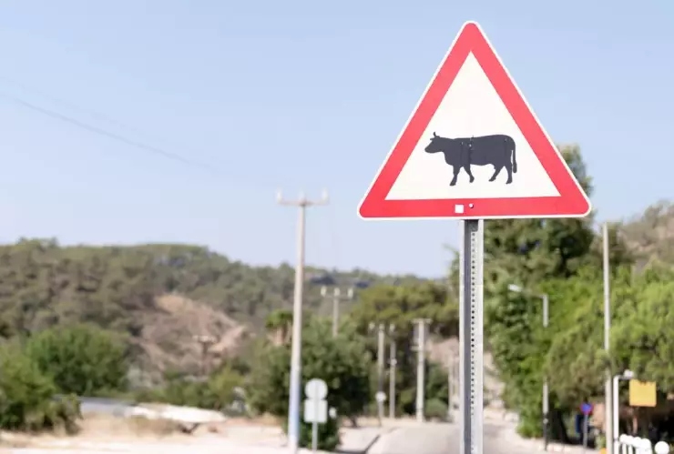 Señal de vacas resguardadas