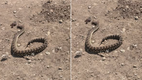 Otra serpiente en Tijuana: después del caso de Presidentes y Playas, pero esta sí es peligrosa
