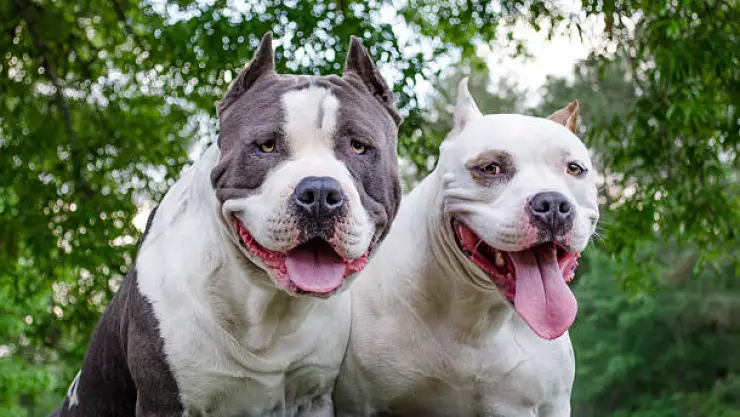 pitbulls.jpg