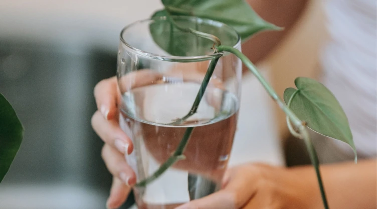 Planta Teléfono en agua: la guía definitiva para tener hojas verdes y hermosas si siempre se te mueren las plantas en tierra