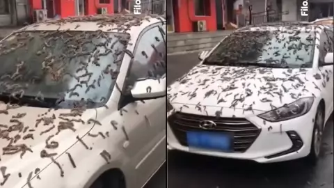 Lluvia de gusanos en China.