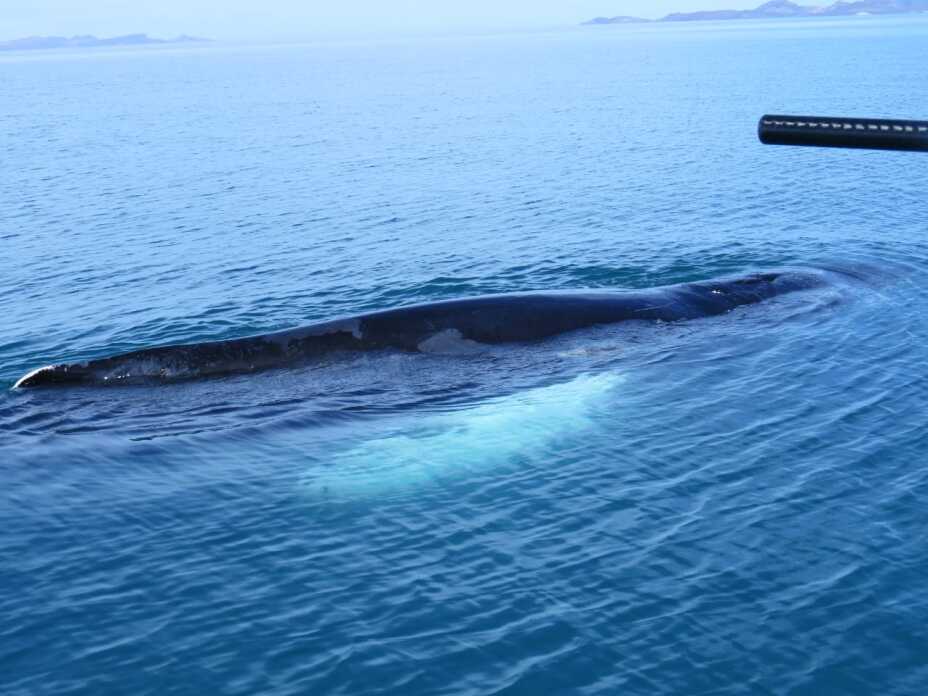 Ballena se atora en una malla en Baja California Sur