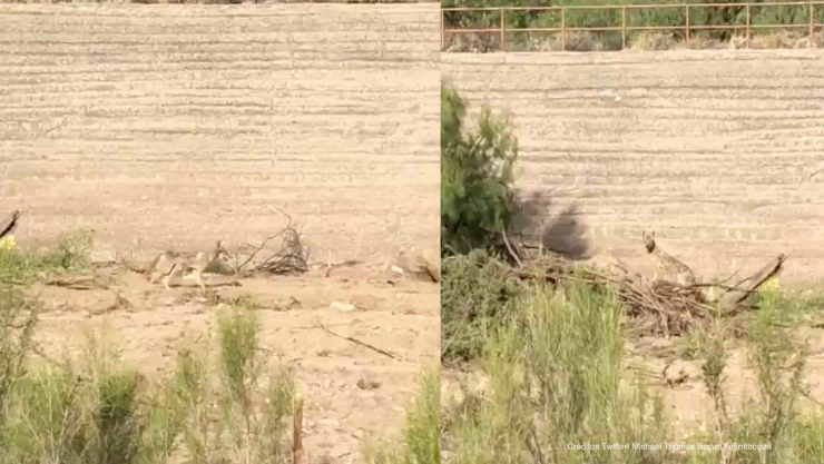 coyote y correcaminos vida real.jpg