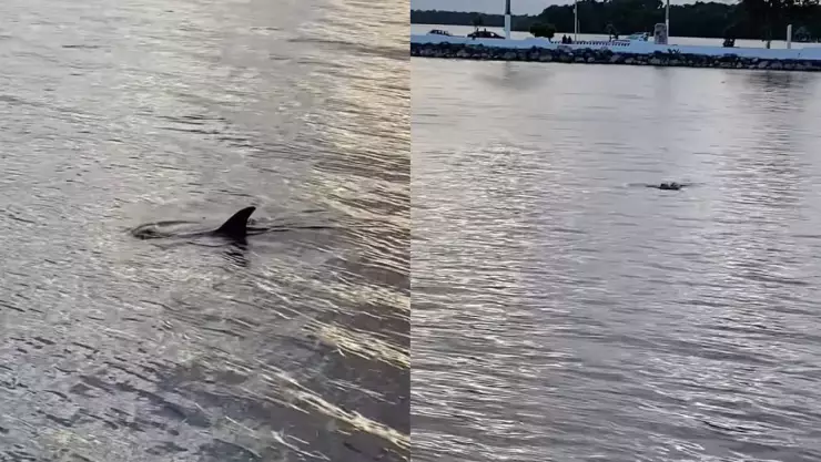 Delfines son captados nadando en la Bahía de Chetumal; video.jpg