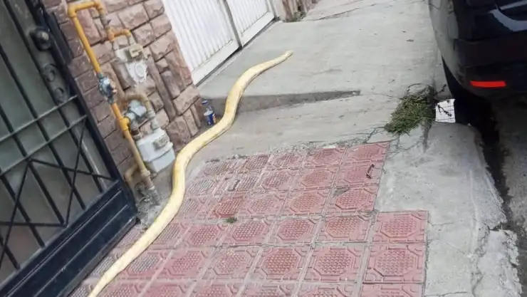 Pitón