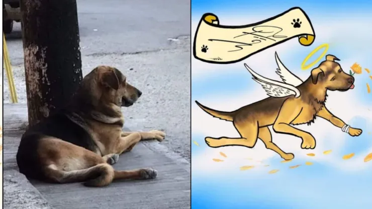¡Histórico! Sancionan por maltrato animal al agresor de “Stich”, en Guerrero