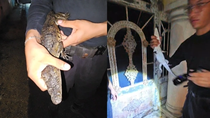 Pequeño cocodrilo DEAMBULABA por calles del centro asustando a todos; ya fue capturado