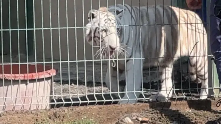 Tigre