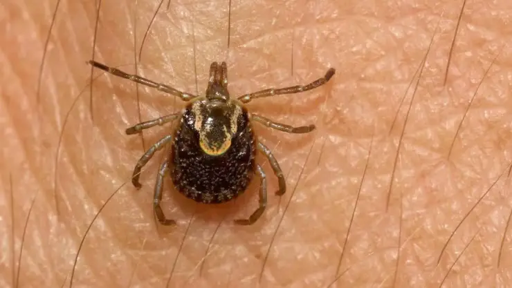 Rickettsiosis en Chihuahua