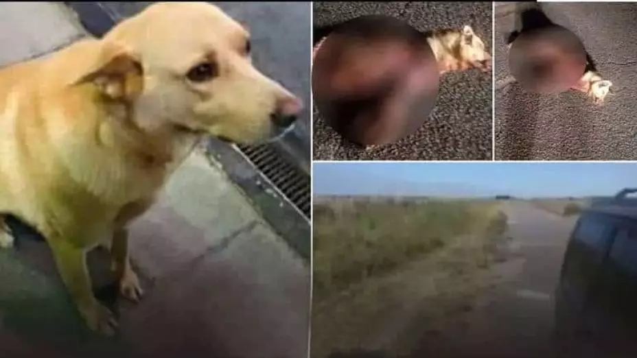 Agresión a perro