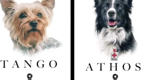 Tango y Athos perros envenenados