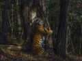 Recorrió el bosque en busca de señales de tigres de Amur o siberianos para instalar su cámara trampa. Sabía que sus posibilidades de fotografiar uno eran escasas, pero estaba decidido. “A partir de entonces, no pude pensar en nada más”, dice. Después de 10 meses, su dedicación valió la pena: capturó un raro vistazo de este magnífico tigre en su hábitat salvaje.
Estos gatos solitarios intercambian información vital, como la necesidad de parejas, dejando olor, pelos, orina y otros marcadores en puntos prominentes, incluidos los troncos de los árboles. En el lejano oriente de Rusia, persiste una población de alrededor de 500 tigres de Amur, que ocupa un fragmento de su antigua tierra. Amenazados por la pérdida de hábitat y la caza furtiva, estos tigres están al borde de la extinción.