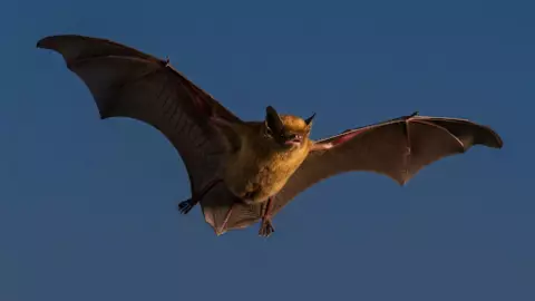 Día del Murciélago_ Cuándo, por qué se festeja y si son peligrosos para los humanos.jpg