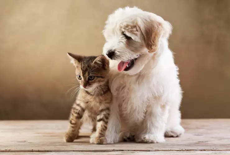 Dueños tiene más atención hacia sus perros que hacia sus gatos