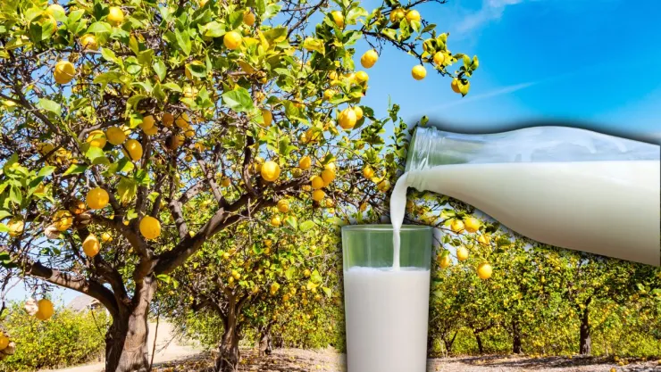 Poner leche en el limonero: quiénes lo recomiendan y para qué sirve