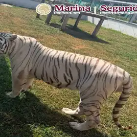 Animales exóticos aseguramiento (1).jpg