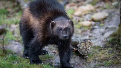 Glotón y otros animal que ayudarían a contrarrestar el cambio climático.jpg