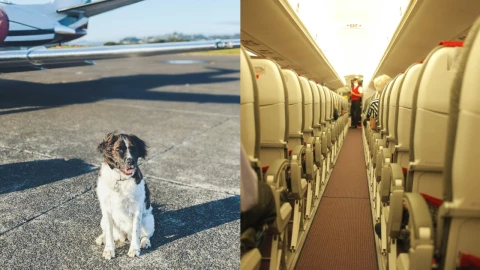 ¿Cómo puedo llevar a mi perro en el avión?